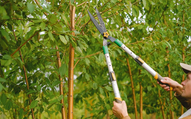 Tree trimming in Logsden, OR